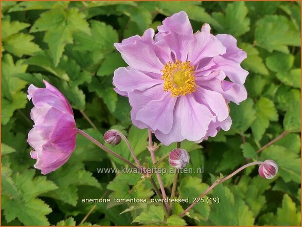 Anemone tomentosa 'Overdressed' | Hoge herfstanemoon, Herfstanemoon, Anemoon | Filzige Herbst-Anemone | Grapeleaf Ane
