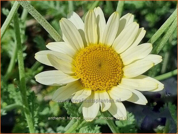 Anthemis hybrida 'Susanna Mitchel' | Gele kamille, Verfkamille, Kamille, Schubkamille | F&auml;rberkamille | Chamomile