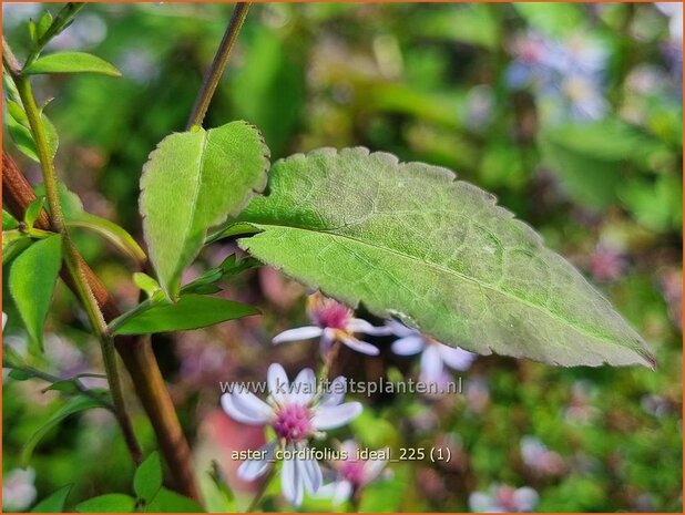 Aster cordifolius 'Ideal' | Hartbladaster, Aster | Herzbl&auml;ttrige Schleier-Aster | Blue Wood Aster