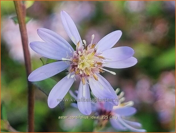Aster cordifolius 'Ideal' | Hartbladaster, Aster | Herzbl&auml;ttrige Schleier-Aster | Blue Wood Aster