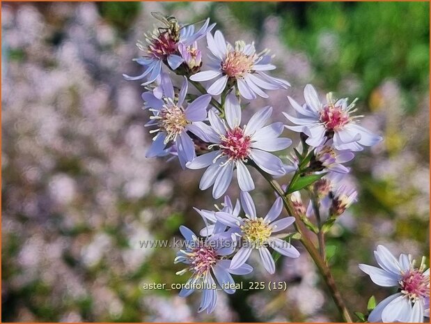 Aster cordifolius 'Ideal' | Hartbladaster, Aster | Herzbl&auml;ttrige Schleier-Aster | Blue Wood Aster