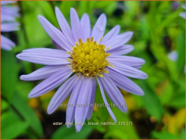 Aster novi-belgii 'Blaue Nachhut' | Nieuw-Nederlandse aster, Herfstaster, Aster | Glattblatt-Aster | New 