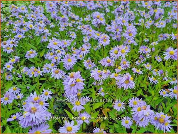 Aster novi-belgii 'Blaue Nachhut' | Nieuw-Nederlandse aster, Herfstaster, Aster | Glattblatt-Aster | New 