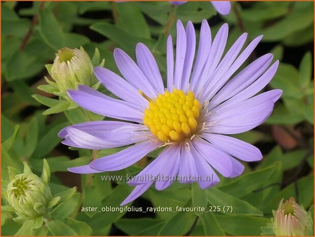 Aster oblongifolius 'Raydon's Favourite'