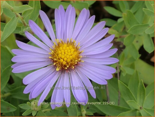 Aster oblongifolius 'Raydon's Favourite' | Aster | Aromatische Aster | Aromatic Aster
