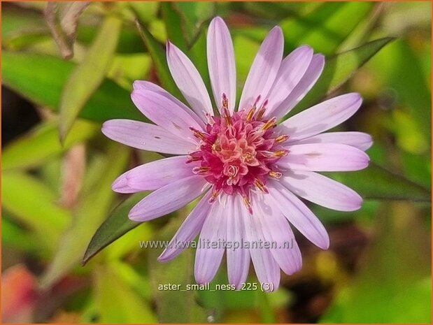 Aster 'Small-Ness' | Aster | Aster | Aster