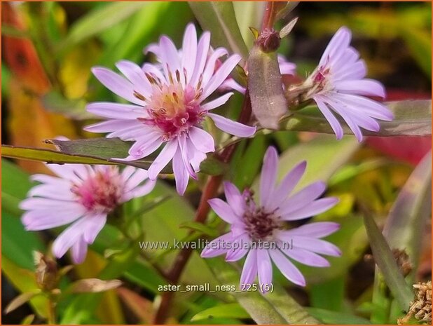 Aster 'Small-Ness' | Aster | Aster | Aster