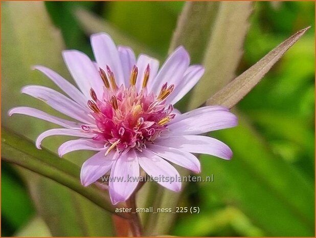 Aster 'Small-Ness' | Aster | Aster | Aster