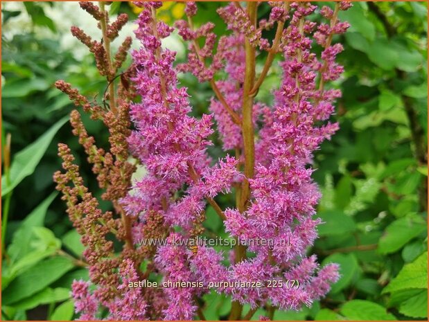 Astilbe chinensis 'Purpurlanze' | Pluimspirea, Spirea, Prachtspirea | Chinesische Prachtspiere | Chinese Astilbe