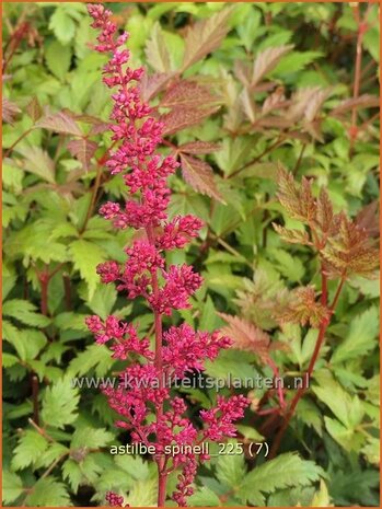 Astilbe 'Spinell' | Pluimspirea, Spirea, Prachtspirea | Prachtspiere | Astilbe