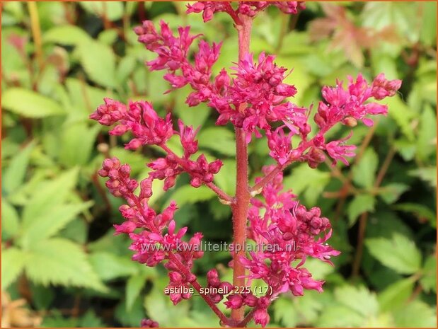 Astilbe 'Spinell' | Pluimspirea, Spirea, Prachtspirea | Prachtspiere | Astilbe