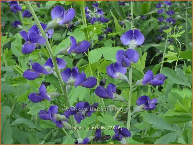 Baptisia australis | Valse indigo, Indigolupine | S&uuml;dliche F&auml;rberh&uuml;lse | Blue Wild Indigo