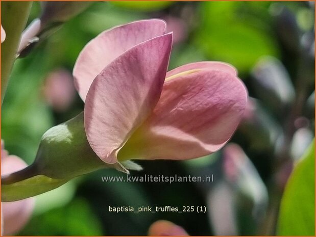 Baptisia 'Pink Truffles' | Valse indigo, Indigolupine | F&auml;rberh&uuml;lse | False Indigo