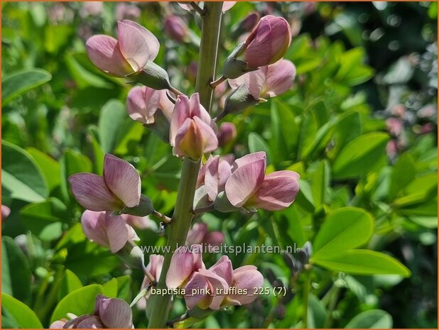 Baptisia 'Pink Truffles' | Valse indigo, Indigolupine | F&auml;rberh&uuml;lse | False Indigo