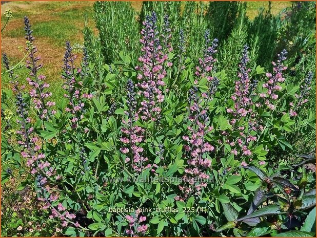 Baptisia 'Pink Truffles' | Valse indigo, Indigolupine | F&auml;rberh&uuml;lse | False Indigo