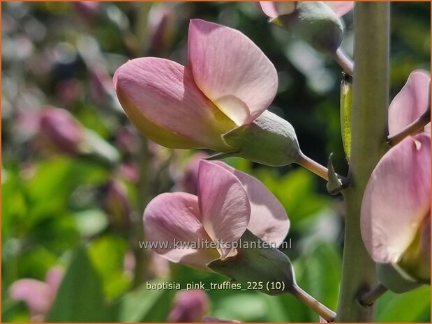 Baptisia 'Pink Truffles' | Valse indigo, Indigolupine | F&auml;rberh&uuml;lse | False Indigo