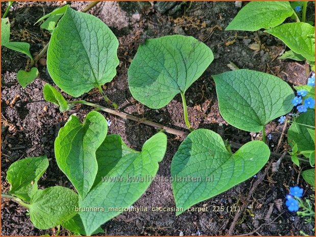 Brunnera macrophylla 'Caucasian Carpet' | Kaukasische vergeet-mij-nietje, Balkan vergeet-mij-nietje, Vast vergeet-mij