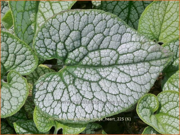 Brunnera macrophylla 'Mega Heart' | Kaukasische vergeet-mij-nietje, Balkan vergeet-mij-nietje, Vast vergeet-mij-nietj