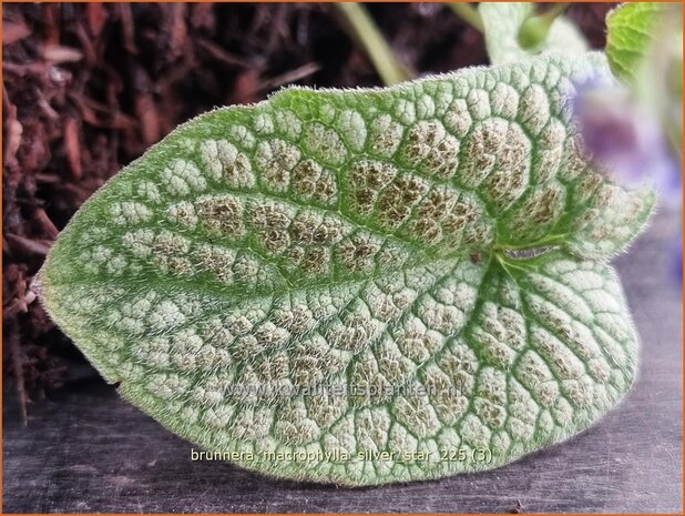 Brunnera macrophylla 'Silver Star' | Kaukasische vergeet-mij-nietje, Balkan vergeet-mij-nietje, Vast vergeet-mij-niet