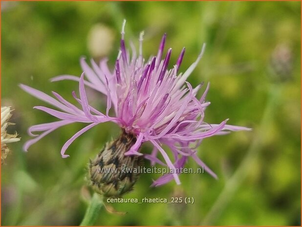 Centaurea rhaetica | Korenbloem, Centaurie | Ätische Flockenblume | Rhaetian knapweed