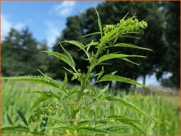 Datisca cannabina | Valse hennep | Scheinhanf | False Hemp