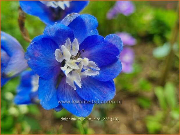 Delphinium 'Blue Bird' | Ridderspoor | Rittersporn | Larkspur