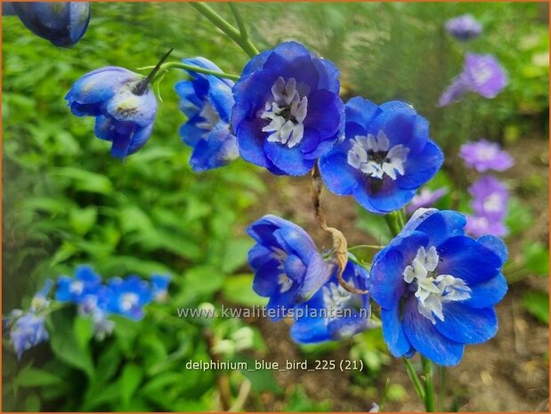 Delphinium 'Blue Bird' | Ridderspoor | Rittersporn | Larkspur
