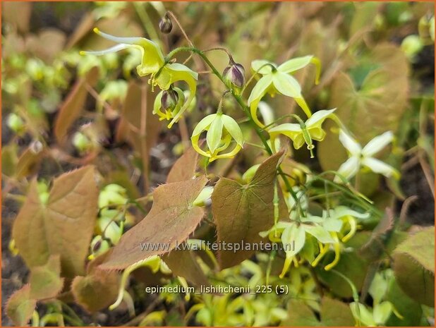 Epimedium lishihchenii | Elfenbloem | Elfenblume | Barrenwort