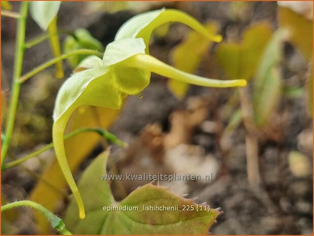 Epimedium lishihchenii | Elfenbloem | Elfenblume | Barrenwort