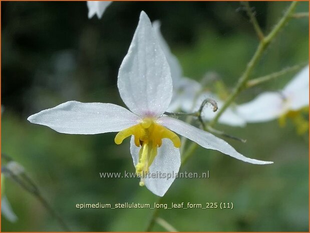 Epimedium stellulatum 'Long Leaf Form' | Elfenbloem | Elfenblume | Barrenwort
