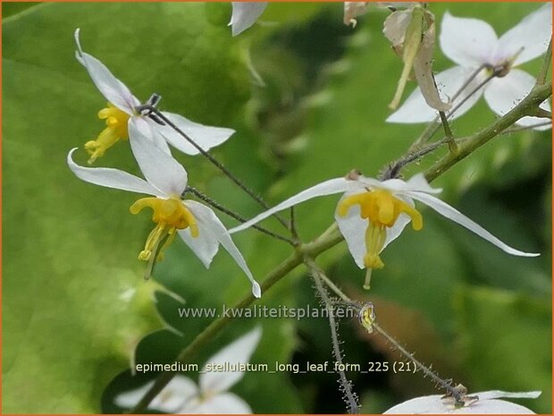 Epimedium stellulatum 'Long Leaf Form' | Elfenbloem | Elfenblume | Barrenwort