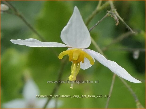 Epimedium stellulatum 'Long Leaf Form' | Elfenbloem | Elfenblume | Barrenwort