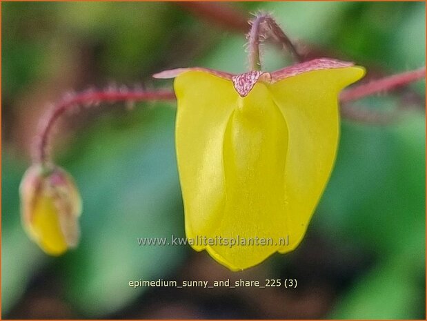 Epimedium 'Sunny and Share' | Elfenbloem | Elfenblume | Barrenwort
