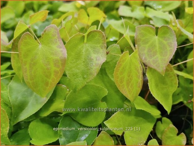 Epimedium versicolor 'Sulphureum' | Elfenbloem | Schwefelfarbige Elfenblume | Barrenwort