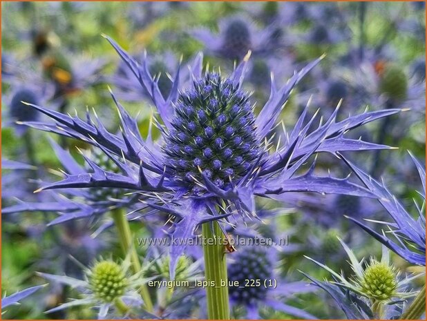 Eryngium 'Lapis Blue' | Kruisdistel, Blauwe distel | Mannstreu | Eryngo
