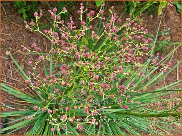 Eryngium pandanifolium 'Physic Purple' | Reuze zeedistel, Kruisdistel, Blauwe distel | Riesen-Mannstreu | Giant&nbsp;Sea 