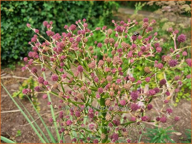 Eryngium pandanifolium 'Physic Purple' | Reuze zeedistel, Kruisdistel, Blauwe distel | Riesen-Mannstreu | Giant&nbsp;Sea 