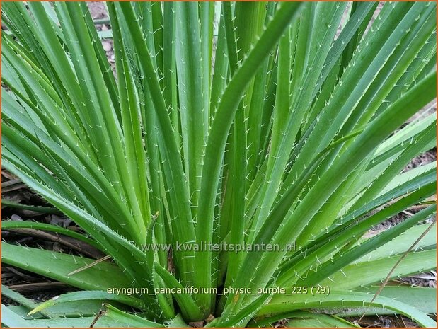 Eryngium pandanifolium 'Physic Purple' | Reuze zeedistel, Kruisdistel, Blauwe distel | Riesen-Mannstreu | Giant&nbsp;Sea 
