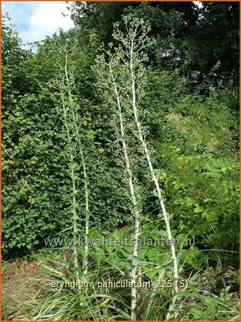 Eryngium paniculatum | Kruisdistel, Blauwe distel | Mannstreu | Giant Holly