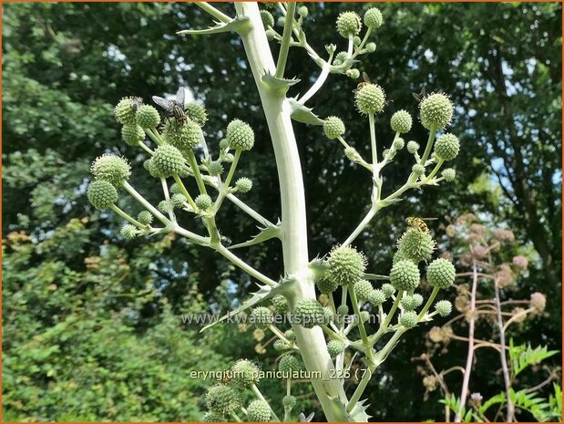 Eryngium paniculatum | Kruisdistel, Blauwe distel | Mannstreu | Giant Holly