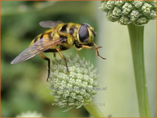 Eryngium paniculatum | Kruisdistel, Blauwe distel | Mannstreu | Giant Holly