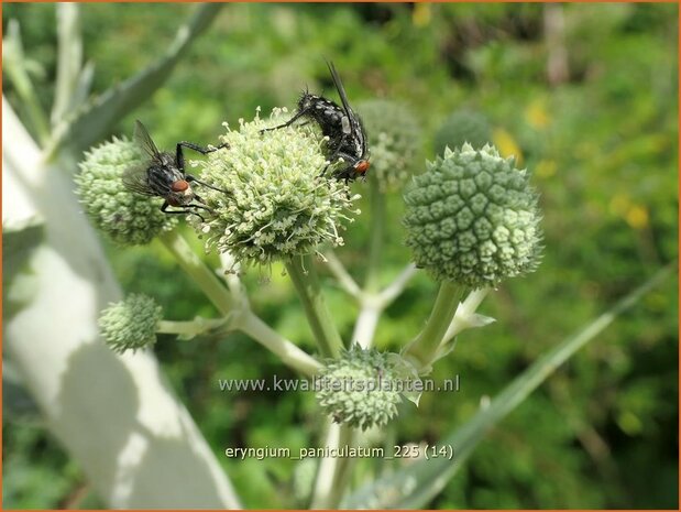Eryngium paniculatum | Kruisdistel, Blauwe distel | Mannstreu | Giant Holly