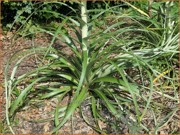 Eryngium paniculatum | Kruisdistel, Blauwe distel | Mannstreu | Giant Holly