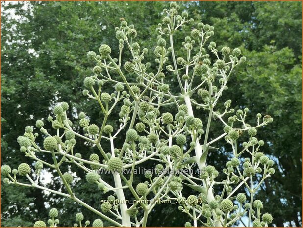 Eryngium paniculatum | Kruisdistel, Blauwe distel | Mannstreu | Giant Holly