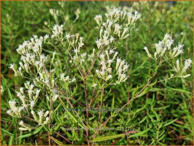 Eupatorium hyssopifolium | Koninginnekruid, Leverkruid | Ysopbl&auml;ttriger Wasserdost | Hyssopleaf Thoroughwort