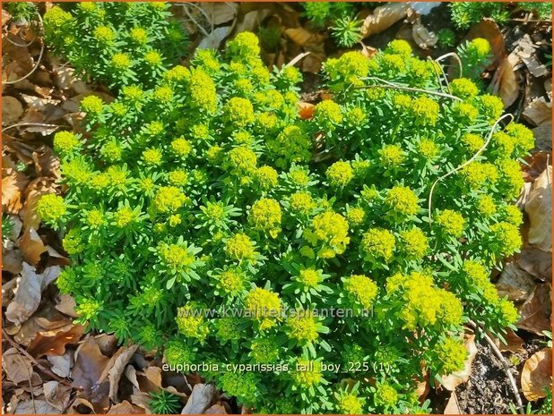 Euphorbia cyparissias 'Tall Boy' | Cipreswolfsmelk, Wolfsmelk | Zypressen-Wolfsmilch | Cypress Spurge