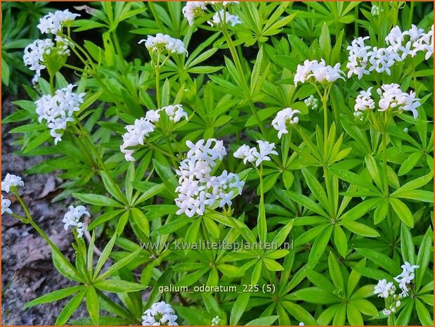 Galium odoratum | Lievevrouwebedstro, Walstro | Echter Waldmeister | Sweet Woodruff