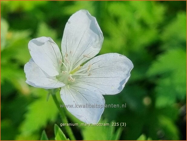 Geranium 'Mary Mottram' | Ooievaarsbek, Tuingeranium, Geranium | Storchschnabel | Cranesbill