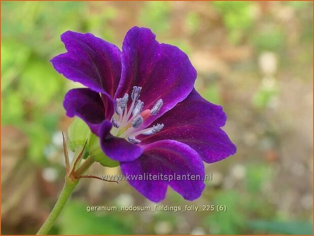 Geranium nodosum 'Tony's Talisman'