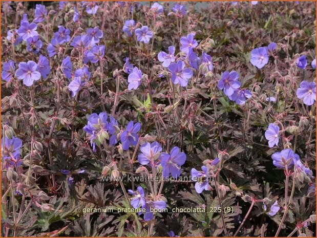 Geranium pratense 'Boom Chocolatta' | Beemdooievaarsbek, Weideooievaarsbek, Ooievaarsbek, Tuingeranium, Geranium | Wi